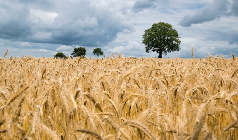 Field of wheat